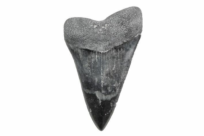 Fossil Broad-Toothed Mako Tooth - South Carolina #214624